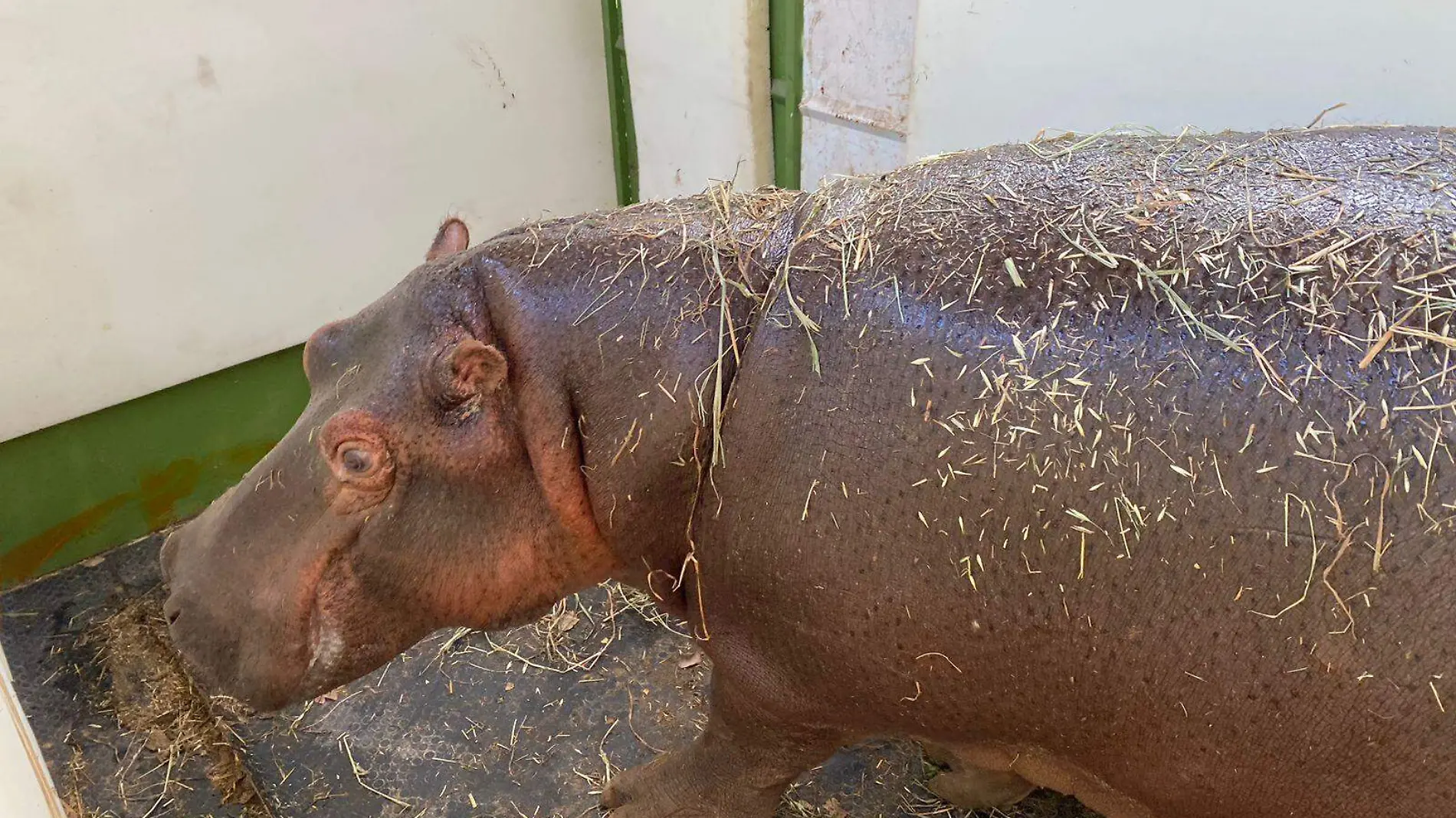 Llega Moto Moto, un hipopótamo al Zoológico de Tamatán, en Ciudad Victoria, Tamaulipas Gobierno del Estado (2)